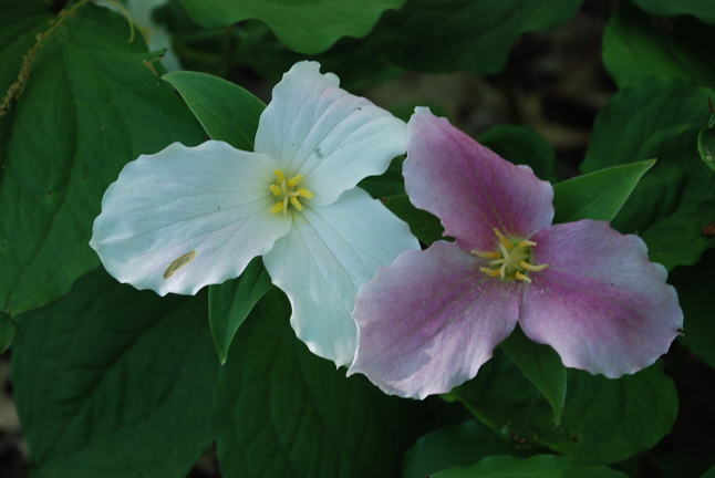 trillium grandiflorum-white and pink-cfp.JPG